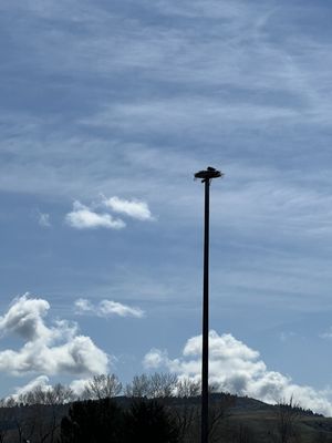 Eagles view of park