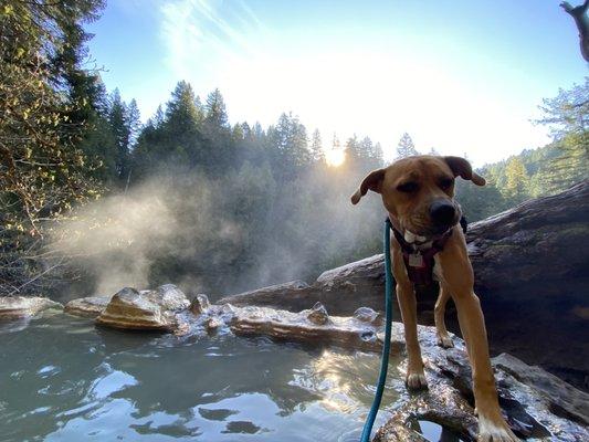 View from one of the pools and my cute pup!