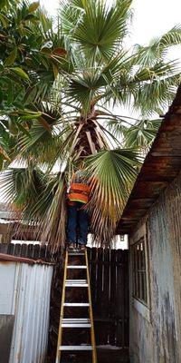 Removing palm tree.