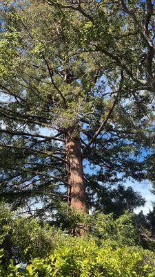 Arborists Tree Service & Landscaping