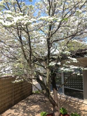 Dogwood blooming in the spring on the patio at the law office in Lebanon, Missouri.