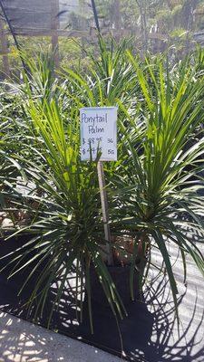 Ponytail Palm