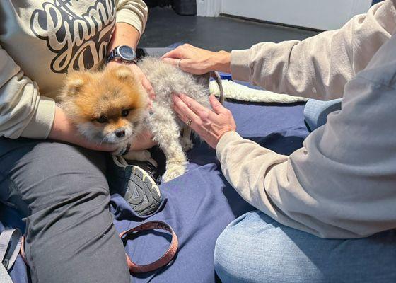 Lucio was a brave little guy during his exam with Dr. Browne. Lucio boarded with us during his post op recovery time.