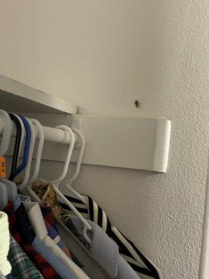 Roaches in closet