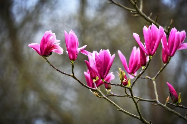 'Sue' Magnolia