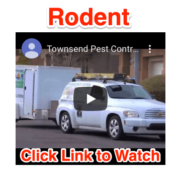 Watch How We Get Rid of Rodents http://bestlasvegaspestco­ntrol.com/