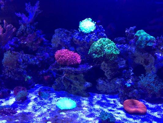 Beautiful Salt water Coral tank