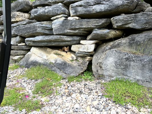 Baby fox who tried stealing my golf ball :)