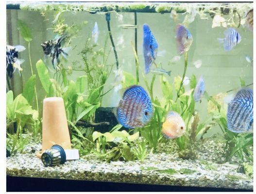 My Discus Tank