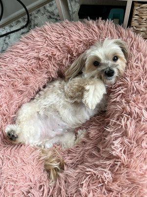 My dapper furbaby so relaxed and happy today after the groomers!