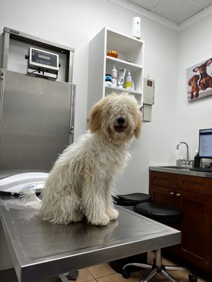 Marfa, a golden doodle puppy