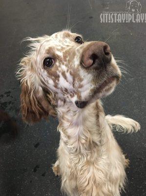 Brophy the English Setter at Sit! Stay! Play!