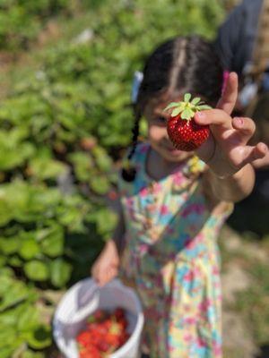 Perfect strawberries