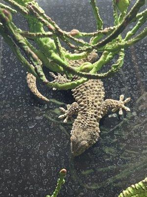 Crocodile gecko