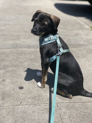 K9 Toddlers - Dog Behavior Training