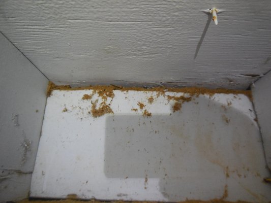 Carpenter ant damage found in crawlspace.