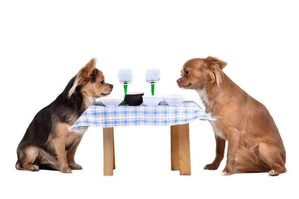 Ask us for Pet Friendly Restaurant recommendations in your area!