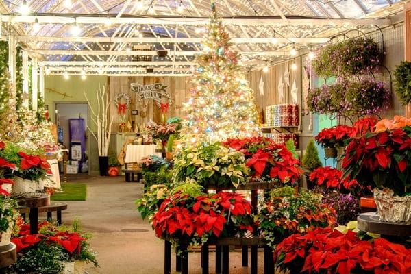 Pre-cut, living Christmas trees for sale in Lebanon, PA starting 11/24/15 at Frey's Greenhouse.