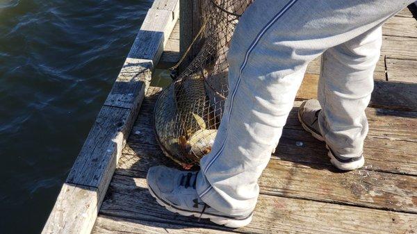 Big Thicket - White Rock Lake