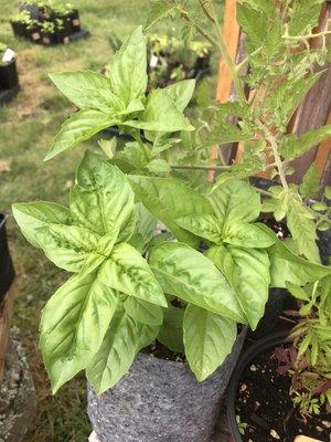 Basil plant