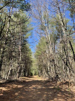 Along the main trail