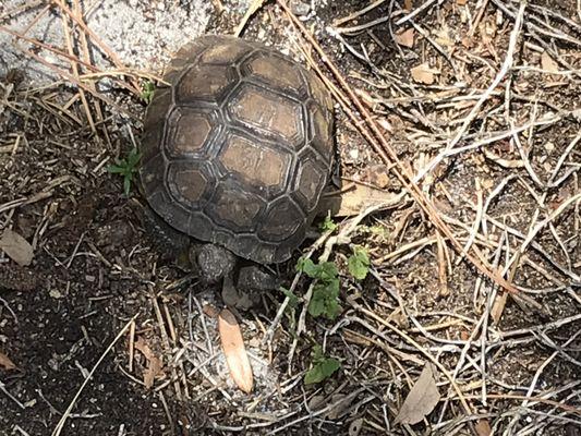 Our new gopher turtle friend!