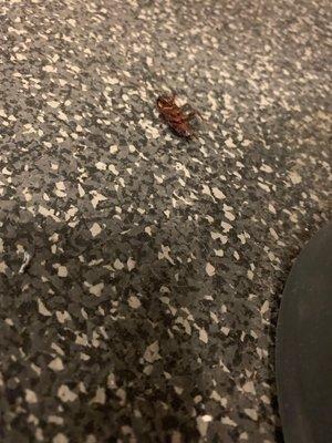 Not the first time I've seen a dead roach in the gym...