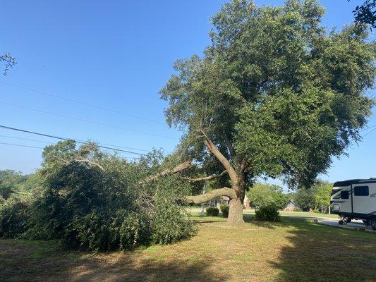 The second branch they took care of...excellent work!