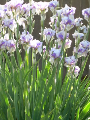 Iris Garden