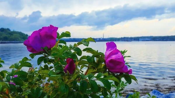 Beach Roses are a staple plant on the coast of Maine.  Great color and helps with erosion.