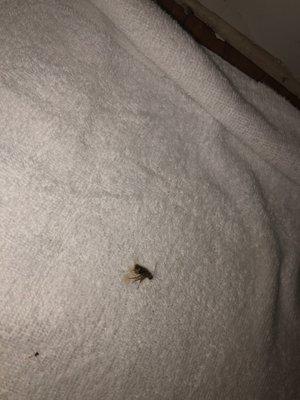 Small roach on towel