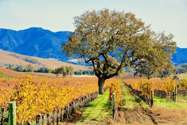 Santa Barbara County Wine Tours