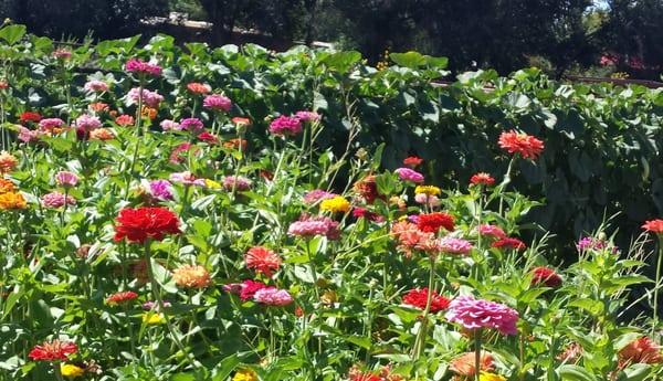 Fields of flowers at Old Town Farm