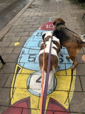 Pups playing hop scotch!