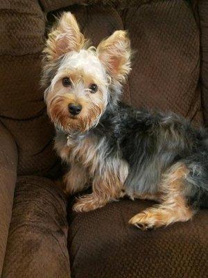 Toby, Silky Terrier, Bridgewater, NJ