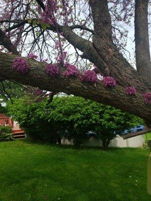 Redbud tree blooming