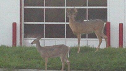 2 deer waiting for bays to open