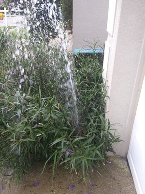 Broken sprinkler head in Mexican petunias.