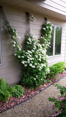 This Clematis vine is growing on our Garden Trellis Kit.