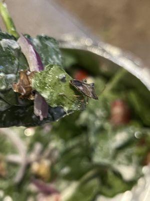 Standards have dropped a bit. Salads come with stink bugs.