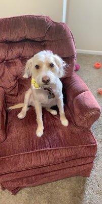 Milly post grooming! She looks so cute!