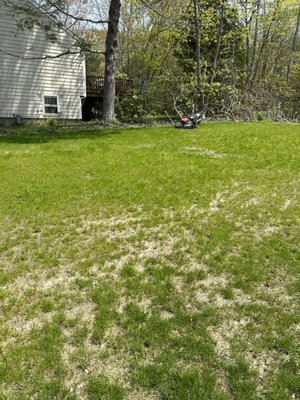 Photo taken 5/11/2023 - this is how the whole lawn looked; sparse, dry and crabgrass filling in the open spots.