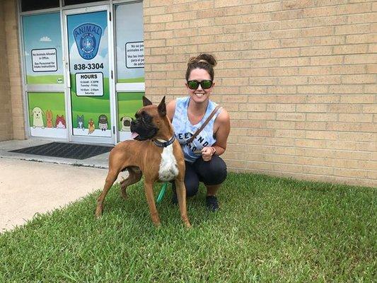 Boxer Rescue pulling one of our Boxers!