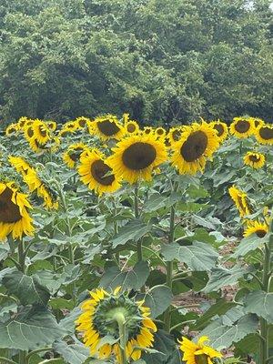 Sunflower field