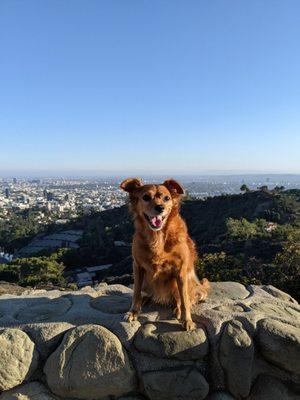 Cute dog may not be present upon your visit