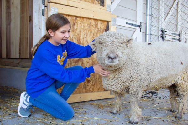 Student with one of Overbrook Catholic's sheep