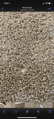 Holes in carpet