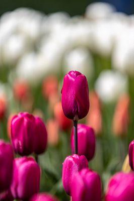 Skagit Valley Tulip Festival at Roozengaarde Display Garden - Mount Vernon, WA