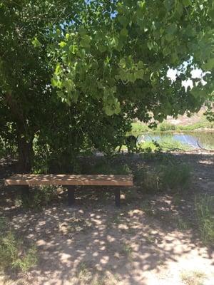 There were quite a few benches on the trails that were all shaded.