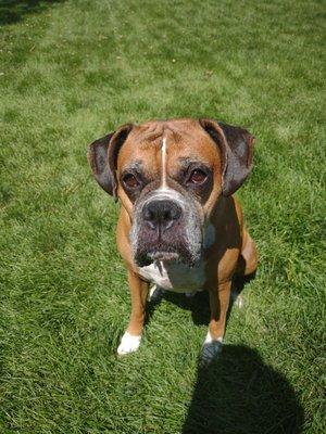 Jet the 5 year old Boxer